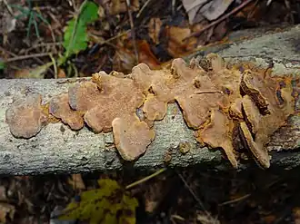 Bruinzwarte vuurzwam