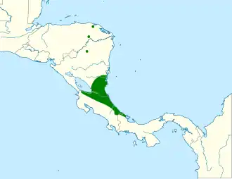 Zwartkeelwinterkoning