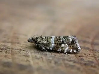 Vosrode lijnbladroller