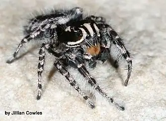 Phidippus tigris