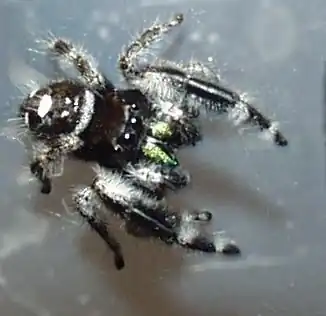 Phidippus workmani