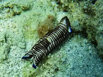 Philinopsis lineolata