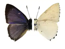 Philiris albihumerata