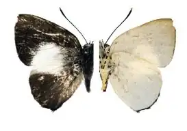 Philiris albiplaga