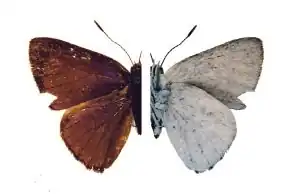 Philiris vicina