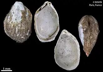 Philobrya aviculoides