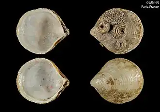 Philobrya multistriata