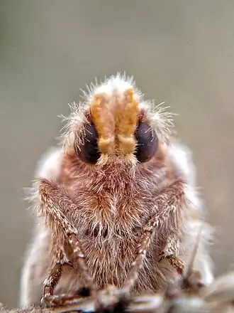 Euthrix potatoriaRietvink