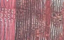 lengtedoorsnede: geheel rechts secundair xyleem en midden en rechts van het midden secundair floeem. Tussen het xyleem en het floeem zit het cambium bestaande uit ten minste één cellaag. Het dichte gebied in het floëem zijn parenchymcellen voor de opslag van reserve stoffen.