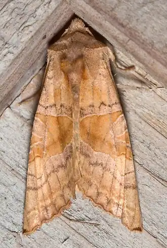 Phlogophora periculosa