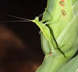 Phlugis ocraceovittata