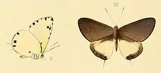 Uranothauma cyara