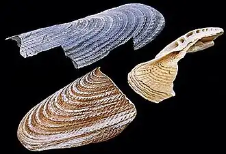 Pholade(Pholas dactylus)