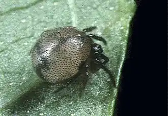 Phycosoma nigromaculatum