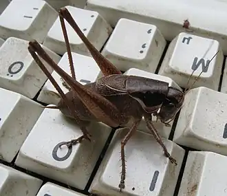 Pholidoptera littoralis