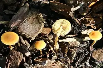 Geringd breeksteeltje