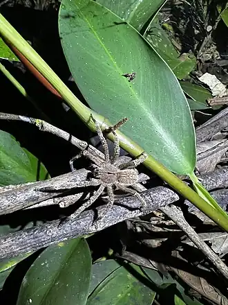 Phoneutria eickstedtae