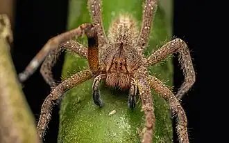 Phoneutria keyserlingi