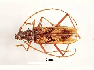 Phoracantha acanthocera
