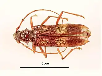 Phoracantha alternata