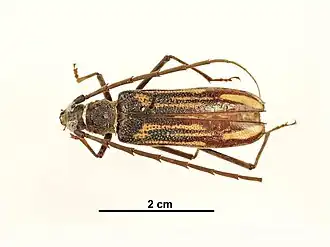 Phoracantha grallaria