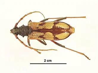 Phoracantha laetabilis