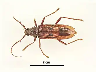 Phoracantha lata