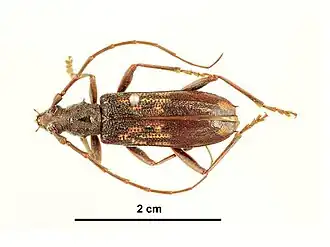 Phoracantha rugithoracica