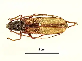 Phoracantha superans