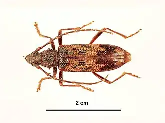 Phoracantha synonyma