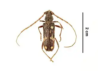 Phoracantha tuberalis