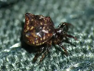 Phoroncidia quadrata