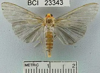 Phostria citrinalis