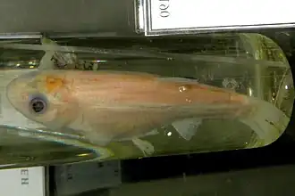 Rhynchocypris czekanowskii