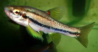 Chrosomus erythrogaster