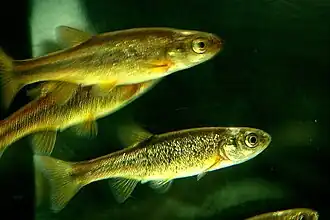 Rhynchocypris percnurus