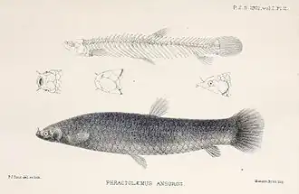 Phractolaemus