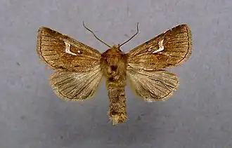 Nonagria nexa