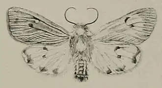 Phragmatobia placida