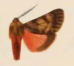 Phragmatobia thursbyi