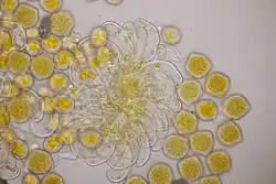 Aecia met aeciosporen en parafysen