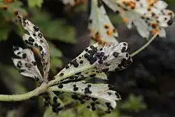 Telia op viltganzerik