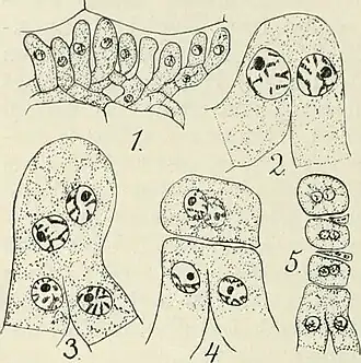 Aecidiosporevorming bij Phragmidium speciosum: 1. Jong aecium, 2. Versmelting twee buurcellen, 3. Na kernversmelting (karyogamie) volgt de meiotische kerndeling, 4. Het bovenste deel van 3 wordt de moedercel van de aecidiosporen. 5 Een rij van drie tweekernige aecidiosporen, die door een septum gescheiden zijn; hieronder versmeltende cellen.