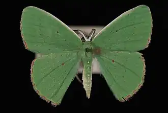 Phrudocentra centrifugaria