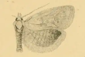 Phtheochroa unionana