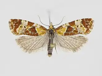Phtheochroa vulneratana