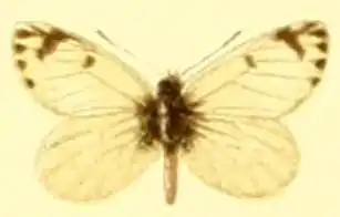Phulia paranympha