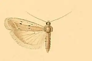 Phycitodes subcretacella