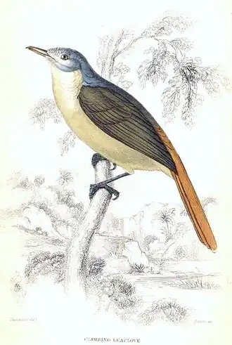 Zingende gabonloofbuulbuul