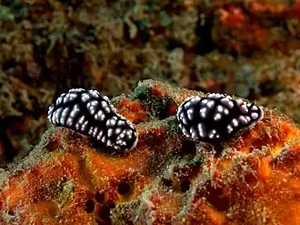 Phyllidiella pustulosa